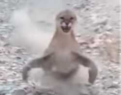 googer.png