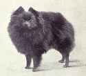 Pomeranian_(Miniature)_from_1915.jpg