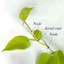 where_to_cut_stam_parts_1024_600x600.jpg