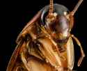 American-Cockroach-1.jpg