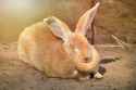 rabbit-big-fat-59267895.jpg