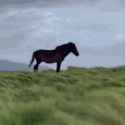 image0.gif
