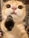 1779301474745007.gif