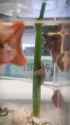 6227345453433.webm