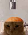 1759756351226.gif