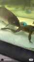 3724467647843523.webm