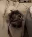 1772589297071154.gif