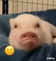 piggy.gif