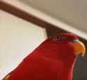 laughing-parrot.gif