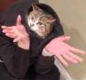 cat shrug.jpg