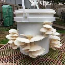 mushrooms-in-buckets3.jpg