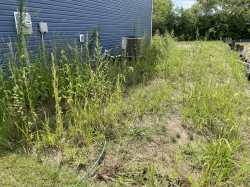 weeds.jpg