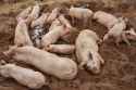 outdoor-mud-and-group-of-pig-for-farm-agriculture-and-sustainability-for-agro-business-for-animals-dirt-breeding-programme-and-swine-production-with-livestock-for-meat-industry-pork-and-mammal-photo-2724473038.jpg