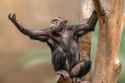 chimp.jpg