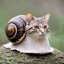 Snail cat.jpg