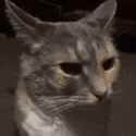 cat.gif