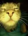 disco cat (party time).webm