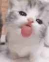 1779388828888478.gif