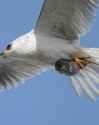 wildlife-photographer-sha-lu-captures-the-perfect-moment-a-v0-970craso5mdf1.png