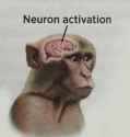 neuron.png