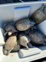 IMG-20260615-WA0001.jpg