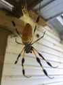 another-well-fed-golden-orb-weaver-in-north-florida-v0-Pp8Nh3Jy9j3sOl_RWtZSlidIkBqLwrwBpTN6HximVzo.jpg