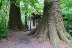forestoffgrid.jpg