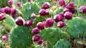 Prickly-Pear.jpg