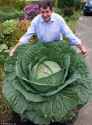 cabbage.jpg