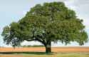 walnut.jpg