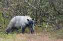 Glacier Bear.jpg