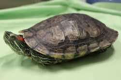 redslider.jpg