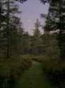 forest.jpg