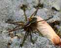 Dolomedes_Triton-1_1.jpg