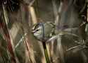 kinglet.jpg