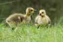 Goslings.jpg