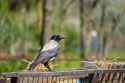 DSC01715-2.jpg