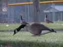 goose.jpg