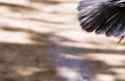tail feathers.jpg
