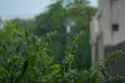 DSC00099-2.jpg