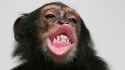 chimp.jpg