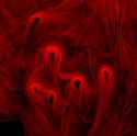 actin_filaments.jpg