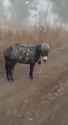 russia tactical donkey.jpg