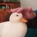 1000097644.webm