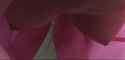 suckable.webm