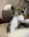acatisacatisacatisacatisacat.jpg