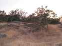 Scrubland.jpg