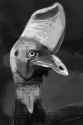 cassowary.png