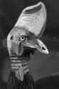 cassowary.png