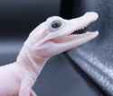 Liquid_snake.jpg
